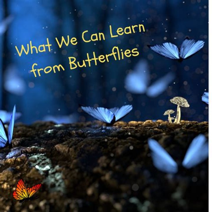 What we can learn from butterflies