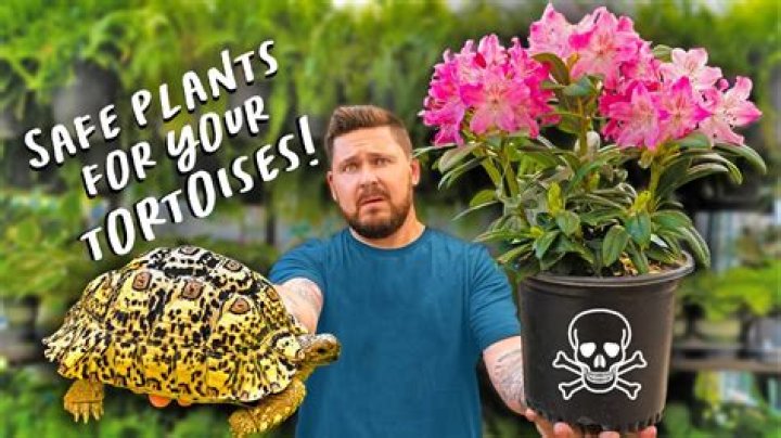 What weeds are safe for tortoises