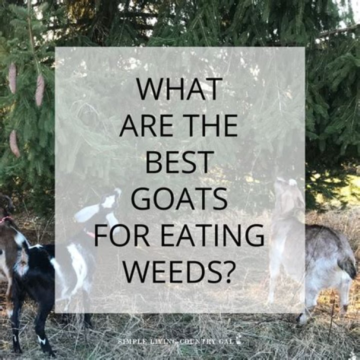 What weeds can Goats not eat