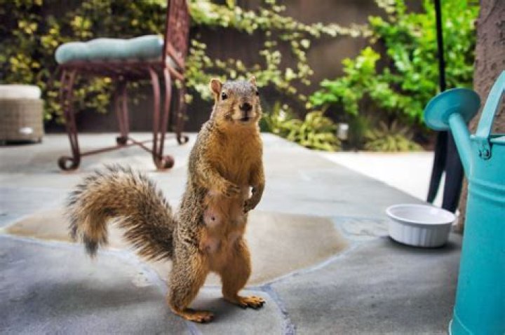 What will scare away squirrels