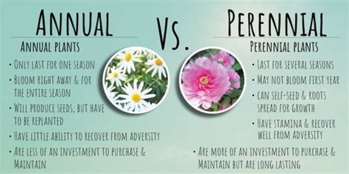 Whats the difference between a perennial and a shrub