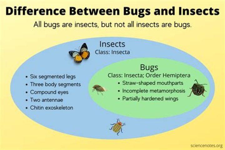 Whats the difference between insect and bug