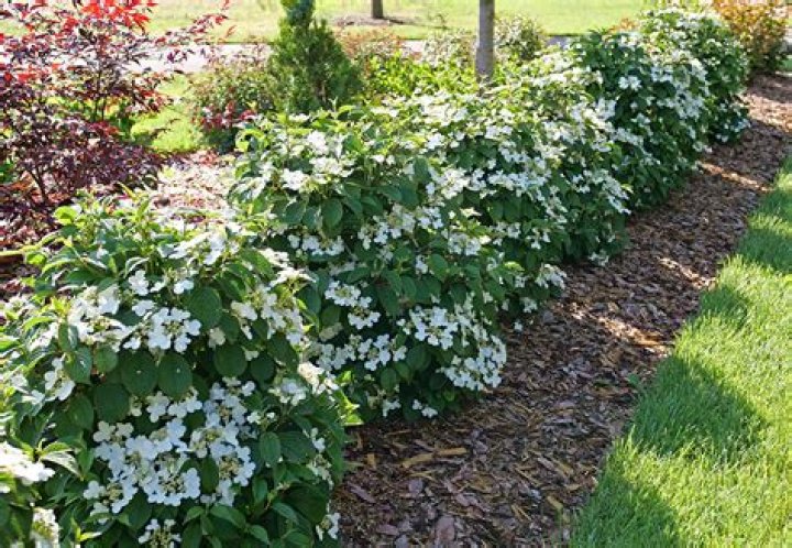 When can I move viburnum