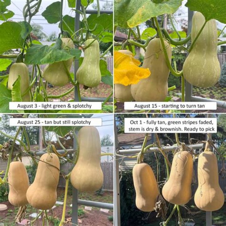 When can you plant out butternut squash