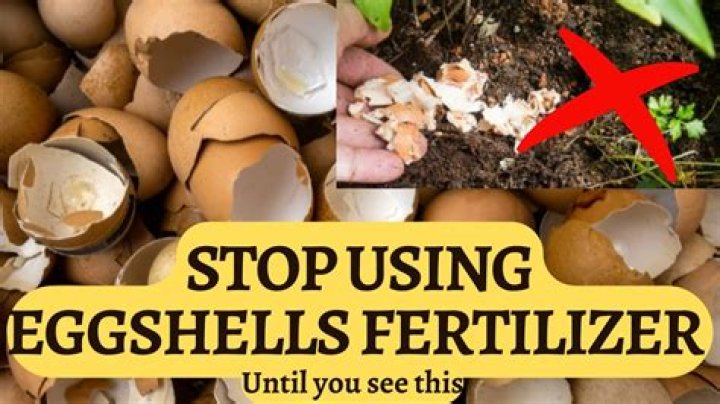 When should I fertilize lilies