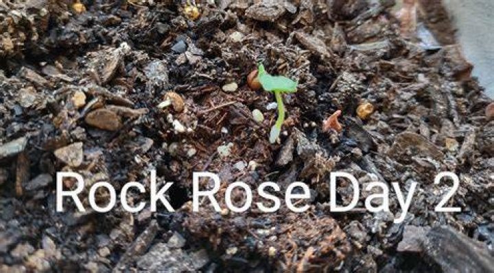 When should I plant Rock Rose seeds