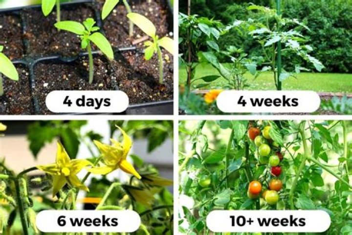 When should I plant tomato seeds in NC