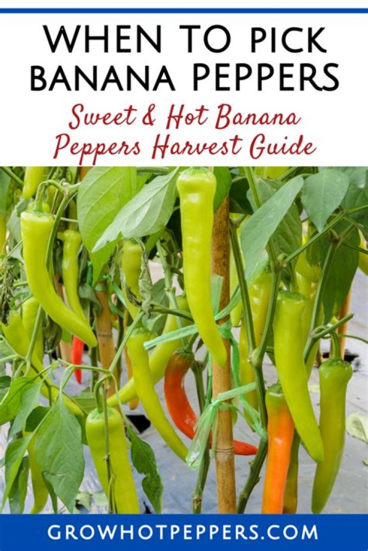 When should you pick banana peppers