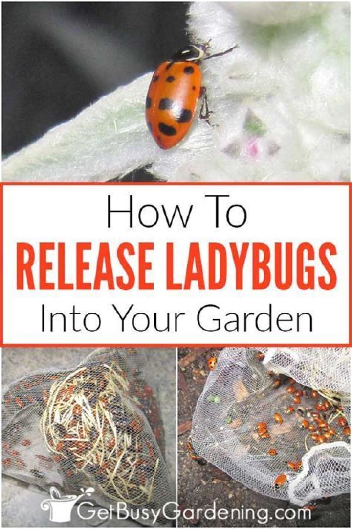 When should you release ladybugs