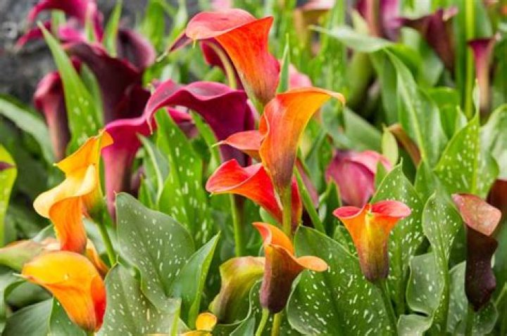 Where are calla lilies from