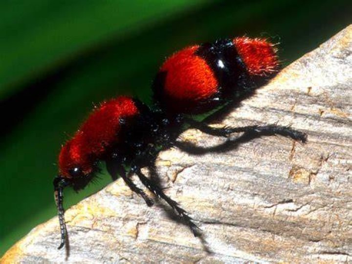 Where are cow killer ants found