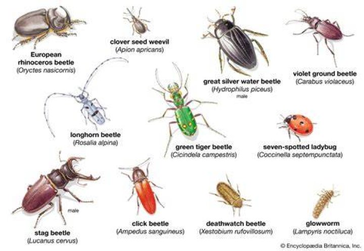 Where are ground beetles commonly found