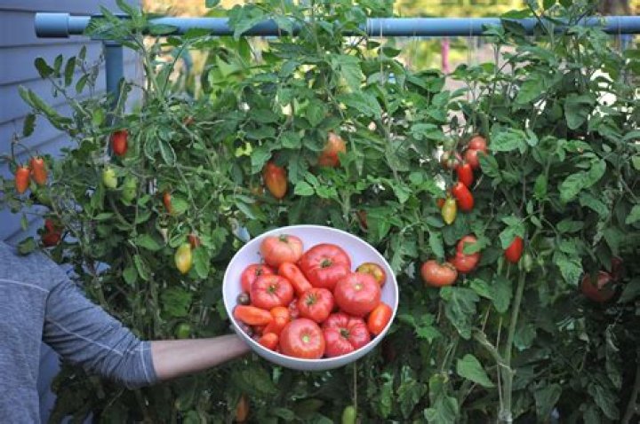 Where are Heinz tomatoes grown