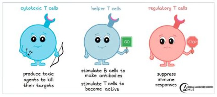 Where are helper T cells found