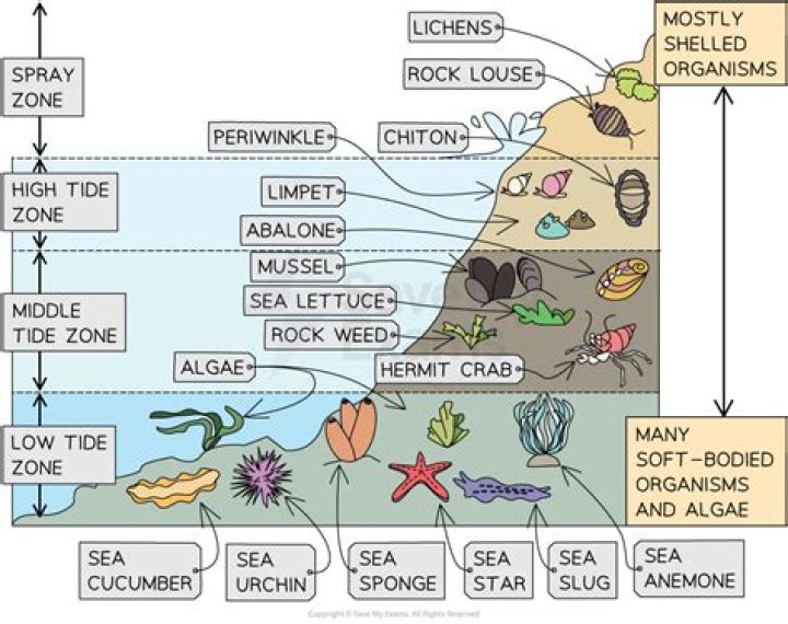 Where are rocky intertidal zones found