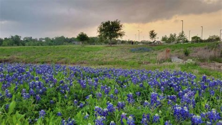 Where are the bluebonnets 2019