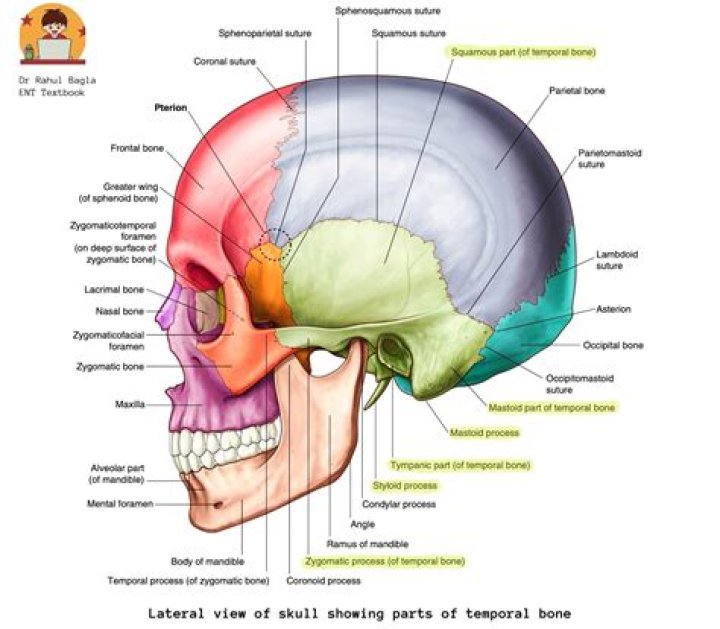 Where are the temporal arteries located