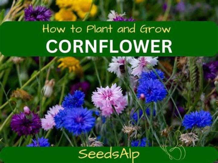 Where can I buy cornflowers?