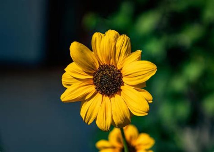 Where can I download free images for free?
