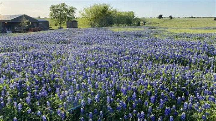Where can I find bluebonnet pictures