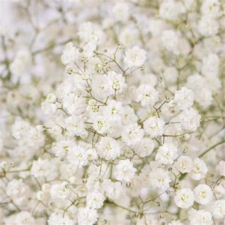 Where can I get Gypsophila