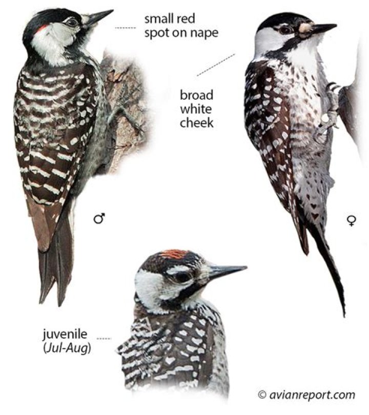 Where can I see a red cockaded woodpecker