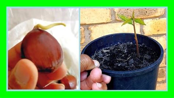 Where do edible chestnuts grow