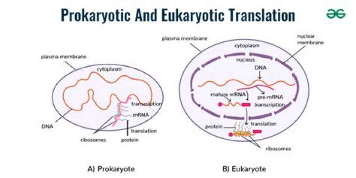 Where do prokaryotic cells start transcription