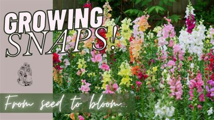Where do snapdragon flowers grow