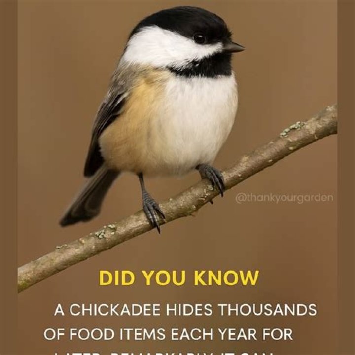 Where do you find chickadees