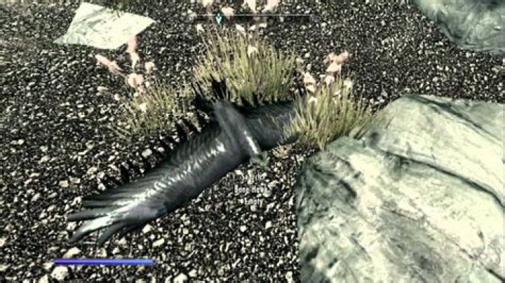 Where do you get a bone hawk skull in Skyrim?
