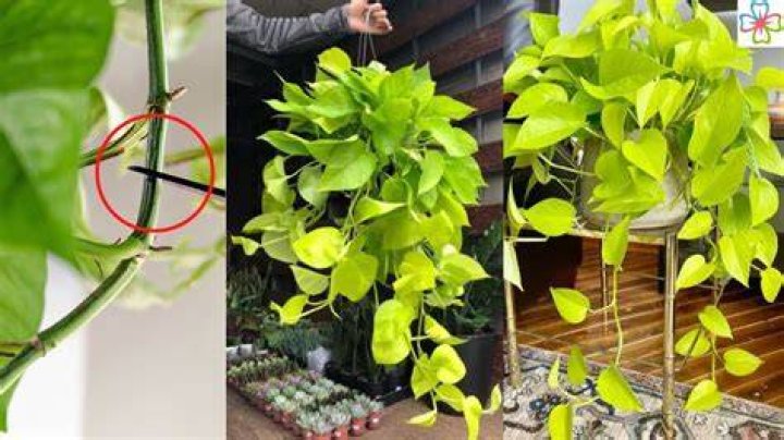 Where do you hang pothos
