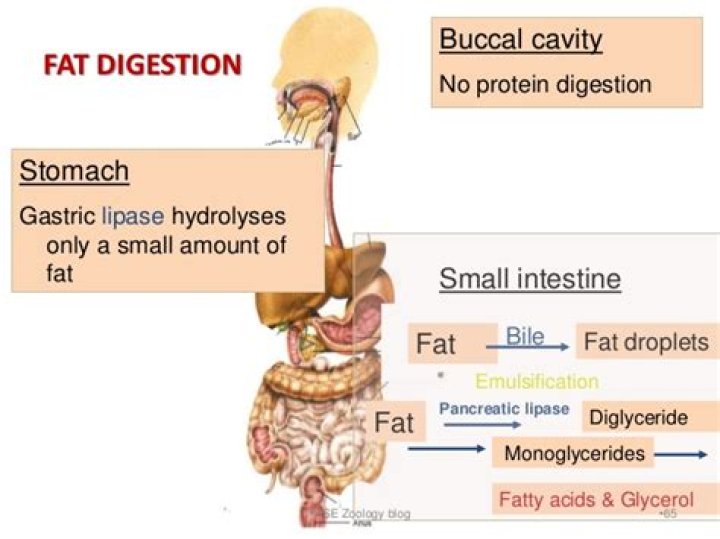 Where does digestion of fats take place