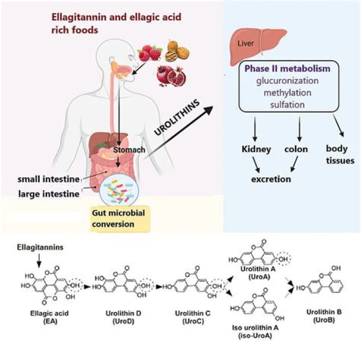 Where does ellagic acid come from