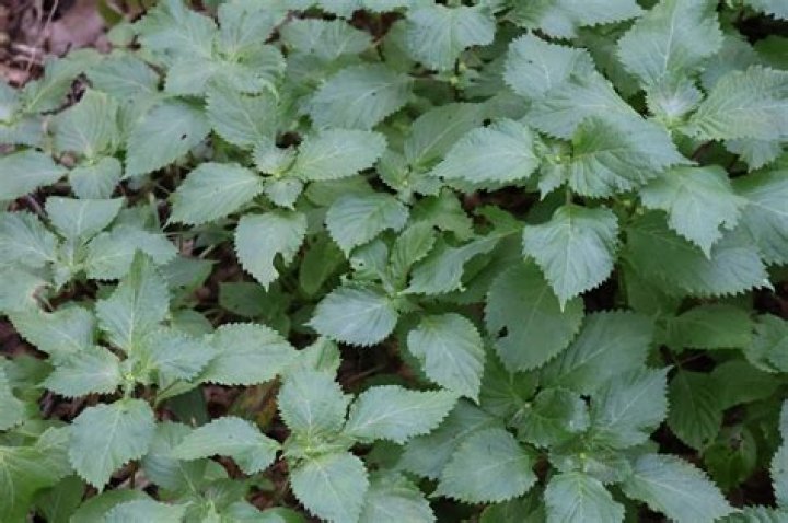 Where does Perilla mint grow
