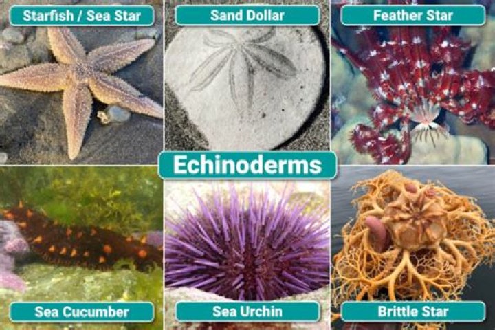 Where does the word echinoderms come from