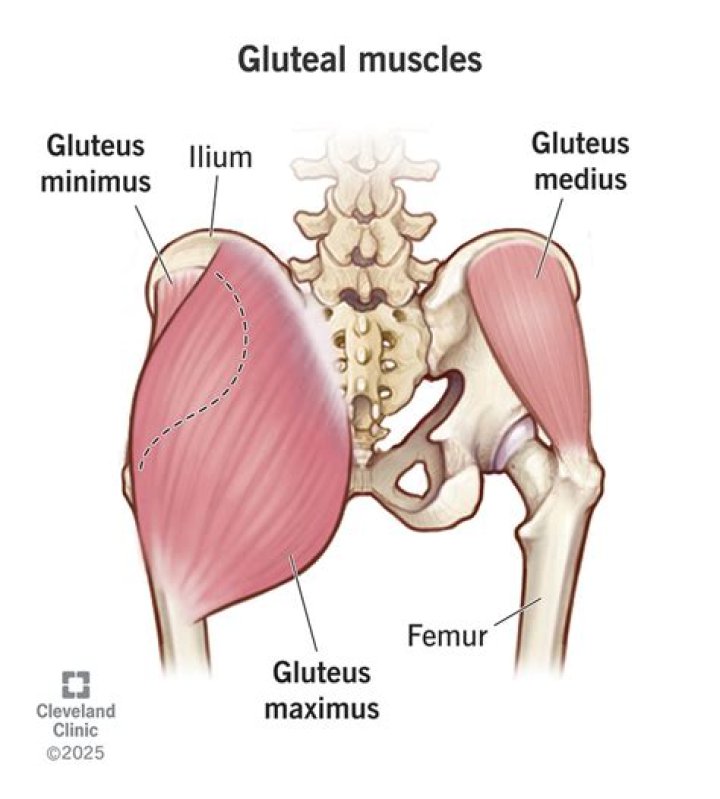 Where is gluteus medius located