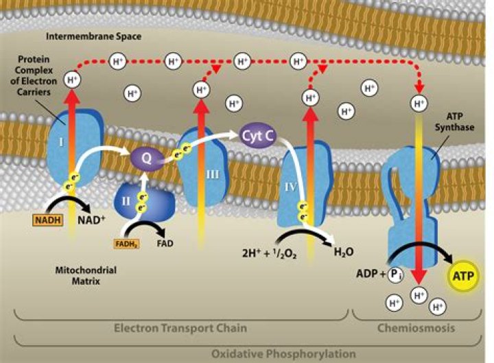 Where is oxidative metabolism carried out