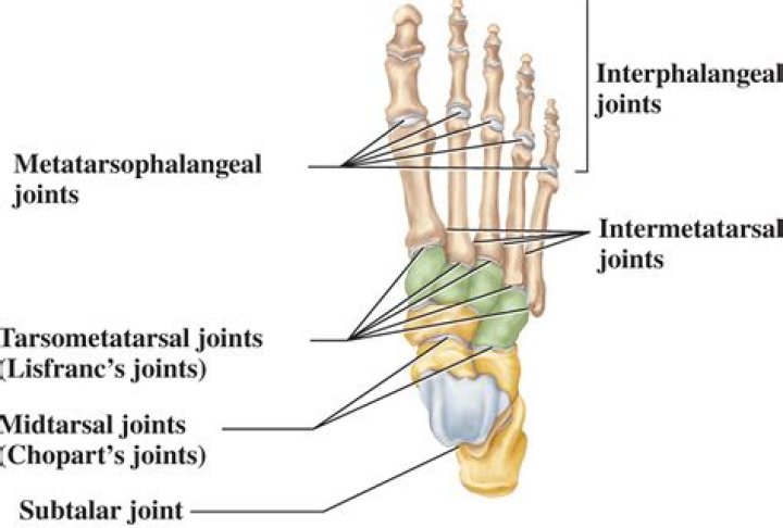 Where is the first Tarsometatarsal joint