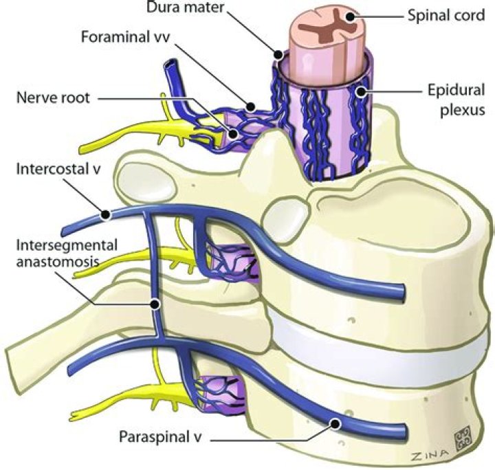 Where is the internal venous plexus located