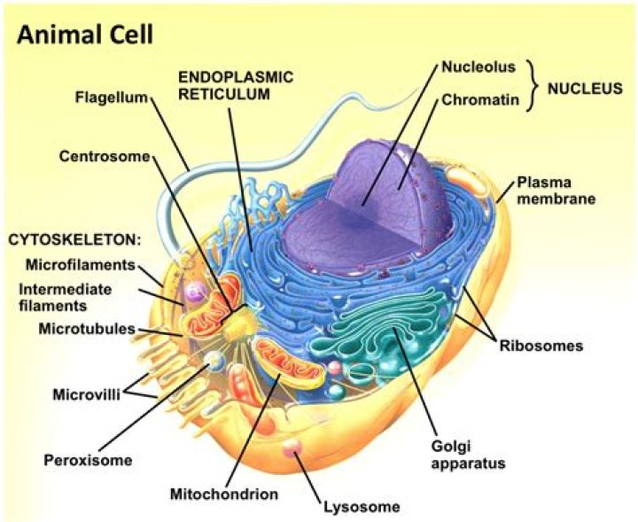 Where is the microtubules in an animal cell
