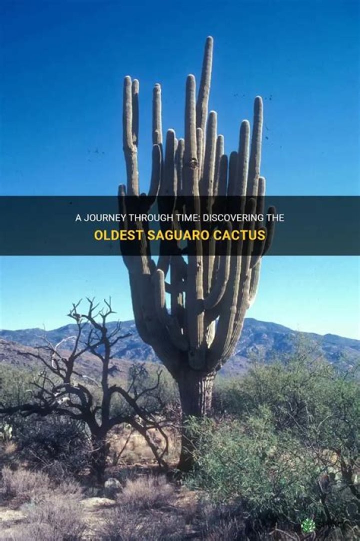 Where is the oldest saguaro cactus
