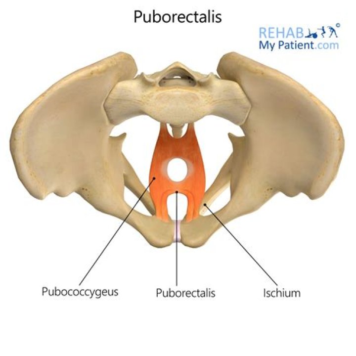 Where is the Puborectalis muscle located