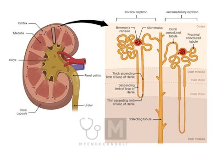 Which capillary type is the most common and is found in the most locations