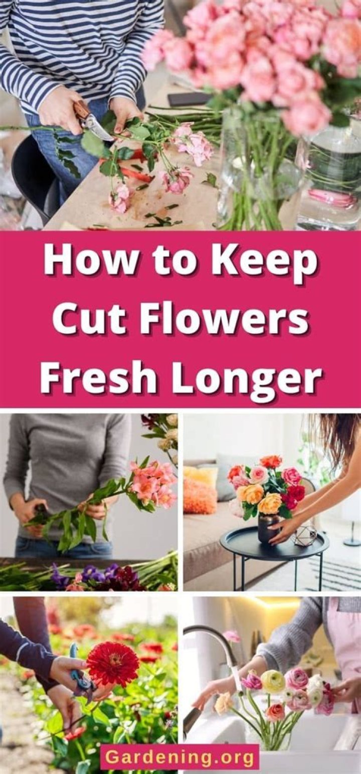 Which cut flowers stay fresh the longest