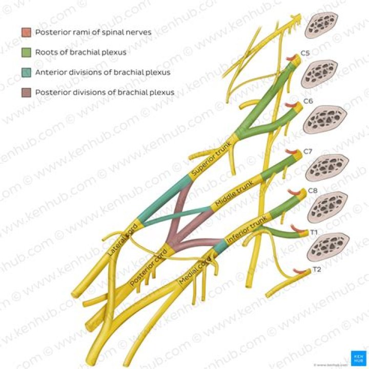 Which nerve arises from the posterior cord of the brachial plexus