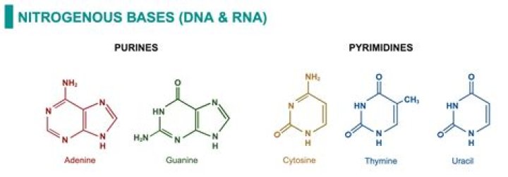 Which of the following are pyrimidine nitrogenous bases
