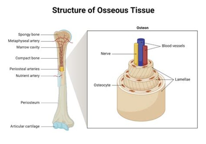 Which part of a bone contains bone tissue