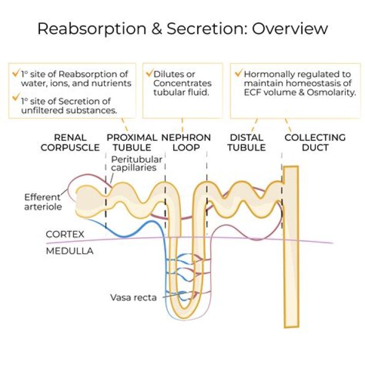 Which part of the nephron performs secretion?