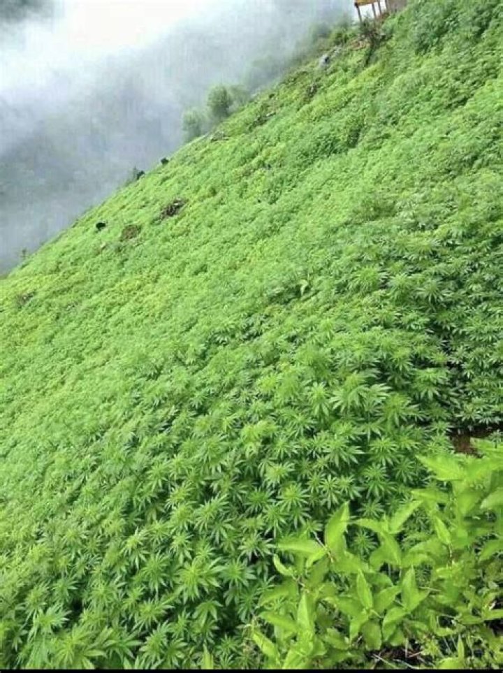 Which plants naturally grow in Himalayas